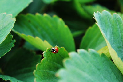 Close-up of ladybug on leaf