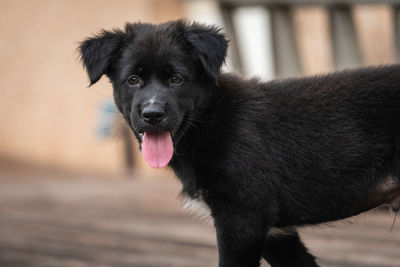 Portrait of black dog