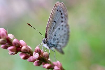 Close-up of butterfly on plant