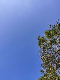 Low angle view of tree against blue sky