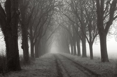 Road amidst trees in forest during foggy weather