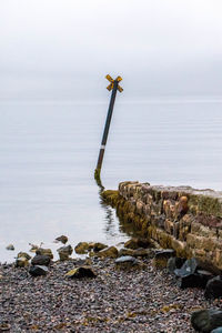 Plant growing on rock by sea against sky