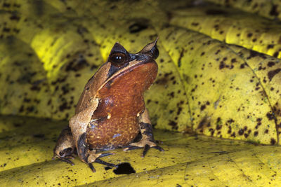 Close-up of a frog looking away