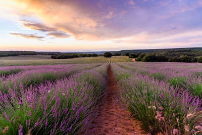 Lavender fields. summer sunset landscape in brihuega