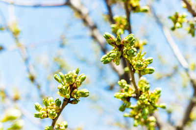 Close-up of flowering plant