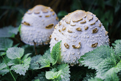 Close-up of mushrooms growing outdoors