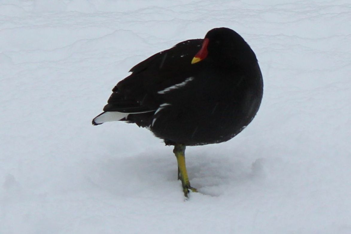 CLOSE-UP OF DUCK ON SNOW