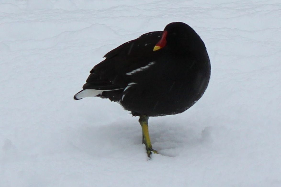 Coot in snow