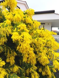 Yellow flowering plant by building