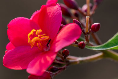 Close-up of pink flower