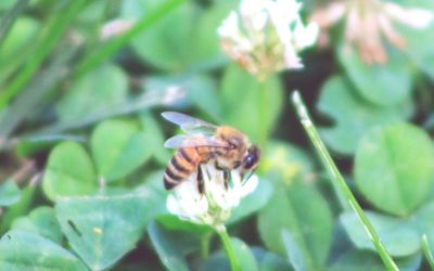 Close-up of insect on flower