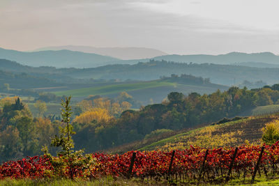 Scenic view of vineyard against sky