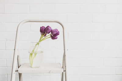 Close-up of pink rose on white wall