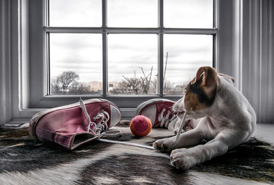 Cat looking through window at home