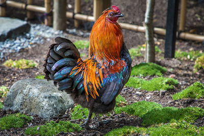 Close-up of chicken on field