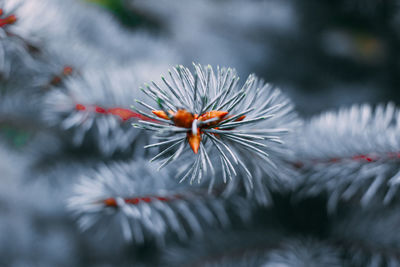 Close-up of white flowering plant