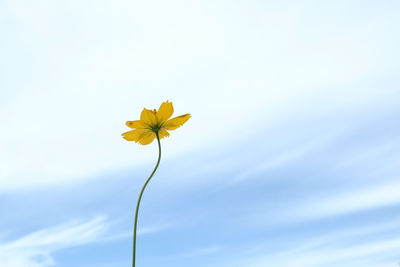 Low angle view of flowering plant against sky
