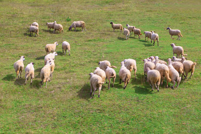 domestic animals