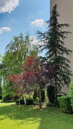 Trees on field against sky