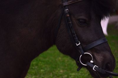 Close-up of horse on field