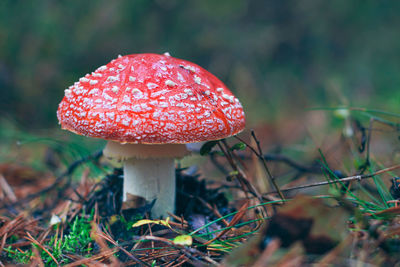 fungus