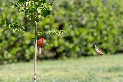 Bird flying over a tree