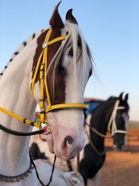 Close-up of horse against sky