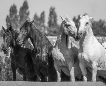 Horses in the field