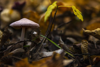 Close-up of mushroom growing on field