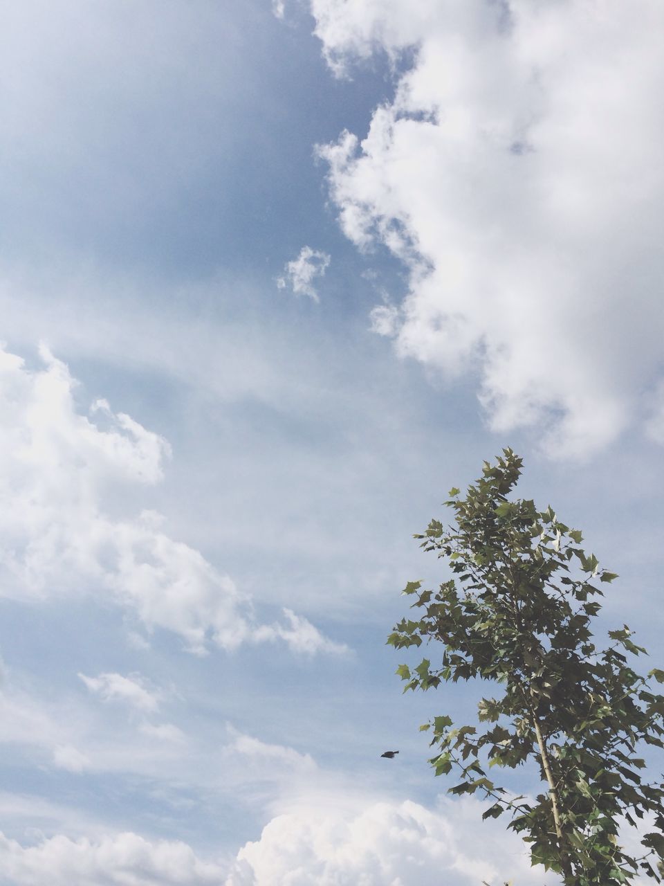 low angle view, sky, cloud - sky, beauty in nature, tranquility, cloudy, nature, tree, scenics, cloud, tranquil scene, growth, day, outdoors, no people, high section, white color, idyllic, treetop, cloudscape