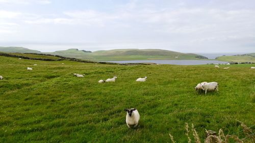 Idyllic scenery with flock of sheep at shetland islands