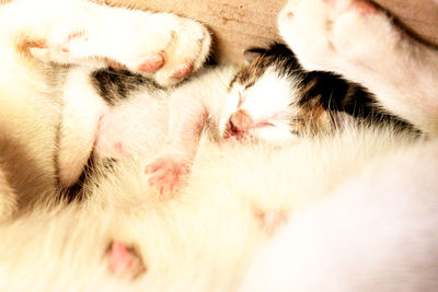 Close-up of cat sleeping