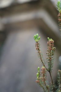 Close-up of plant