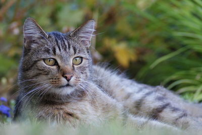 Close-up portrait of a cat