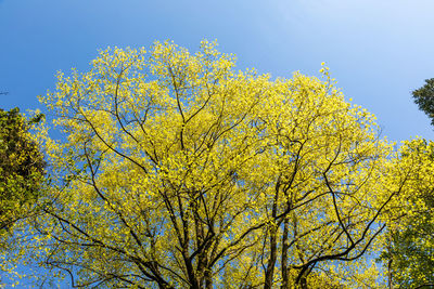 Low angle view of yellow tree against sky