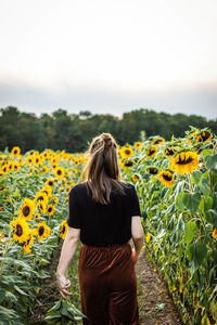 Rear view of woman walking amidst sunflowers on land