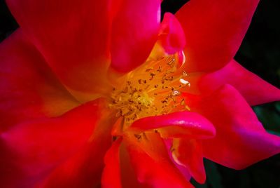 Close-up of pink day lily blooming outdoors