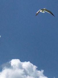 Low angle view of seagull flying in sky