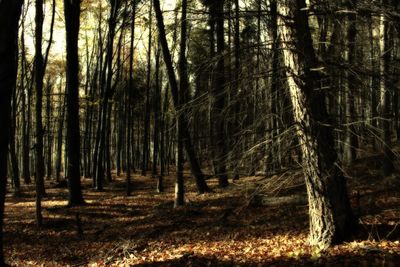 Trees in forest