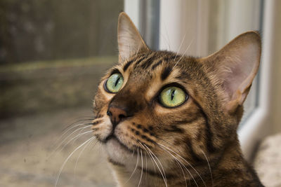 Close-up of tabby looking up at home