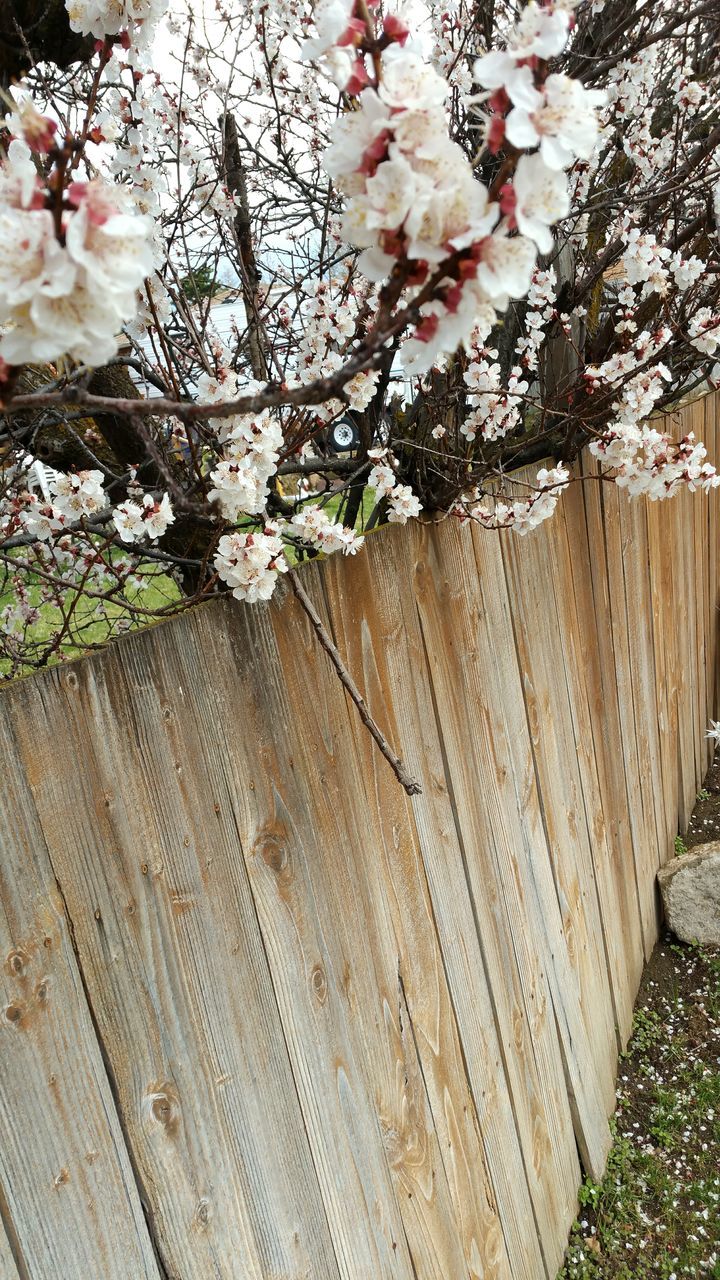 flower, freshness, growth, fragility, tree, beauty in nature, blossom, petal, branch, nature, in bloom, pink color, springtime, blooming, plant, botany, wood - material, day, cherry blossom, outdoors