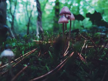 Close-up of mushroom growing in forest