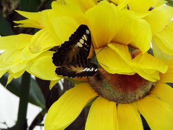 Close-up of bumblebee on yellow flower
