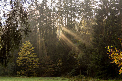 Sunlight streaming through trees in forest