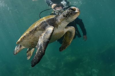 Person scuba diving by turtle in sea