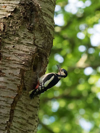 Low angle view of bird perching on tree