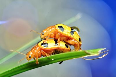 Close-up of insect on leaf