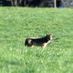 Dog on grassy field