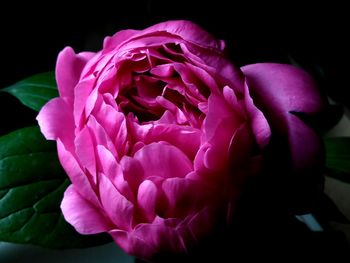 Close-up of pink rose