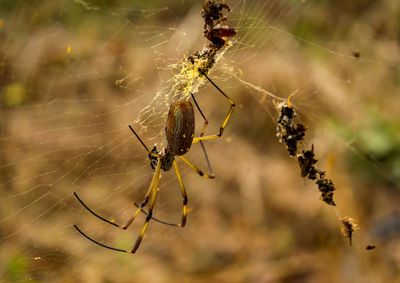 Close-up of spider on web